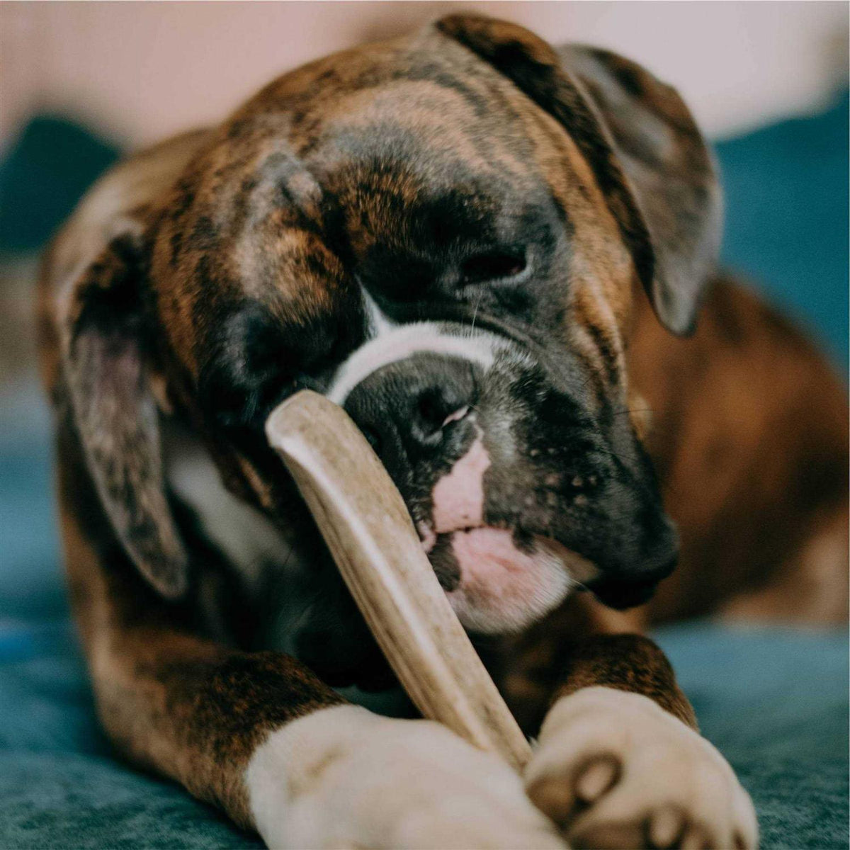 Elk Antler Rawhide Dog Treats F10574