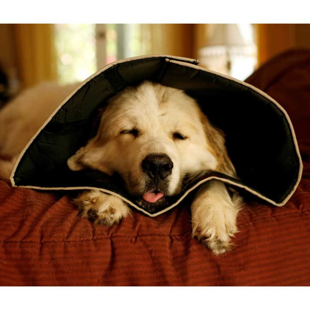 Comfy Cone Collar M5578
