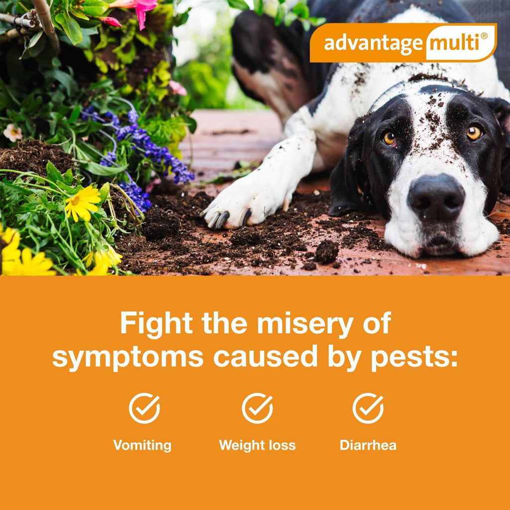 Advantage Multi for Dogs E12051