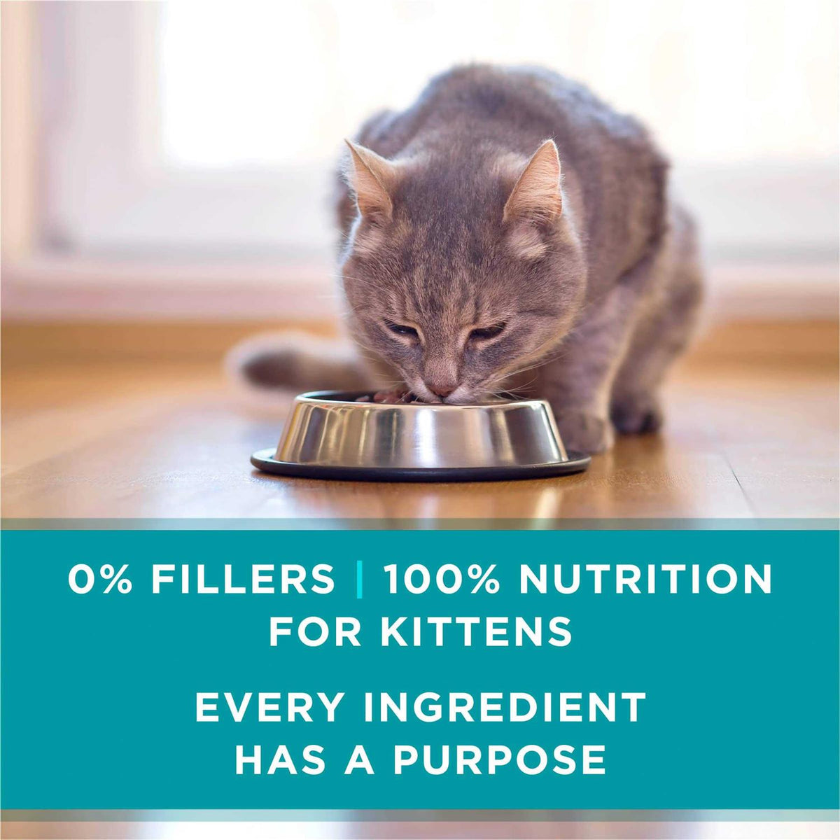 Chicken & Salmon Pate Wet Cat Food X795665