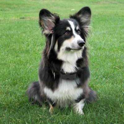 No Bark Collar K408
