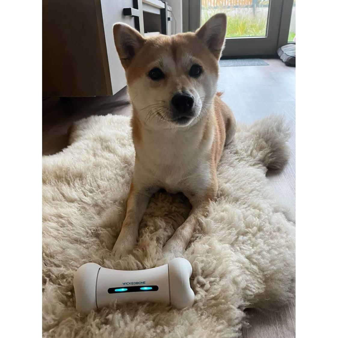 Automatic Interactive Dog Toys R157
