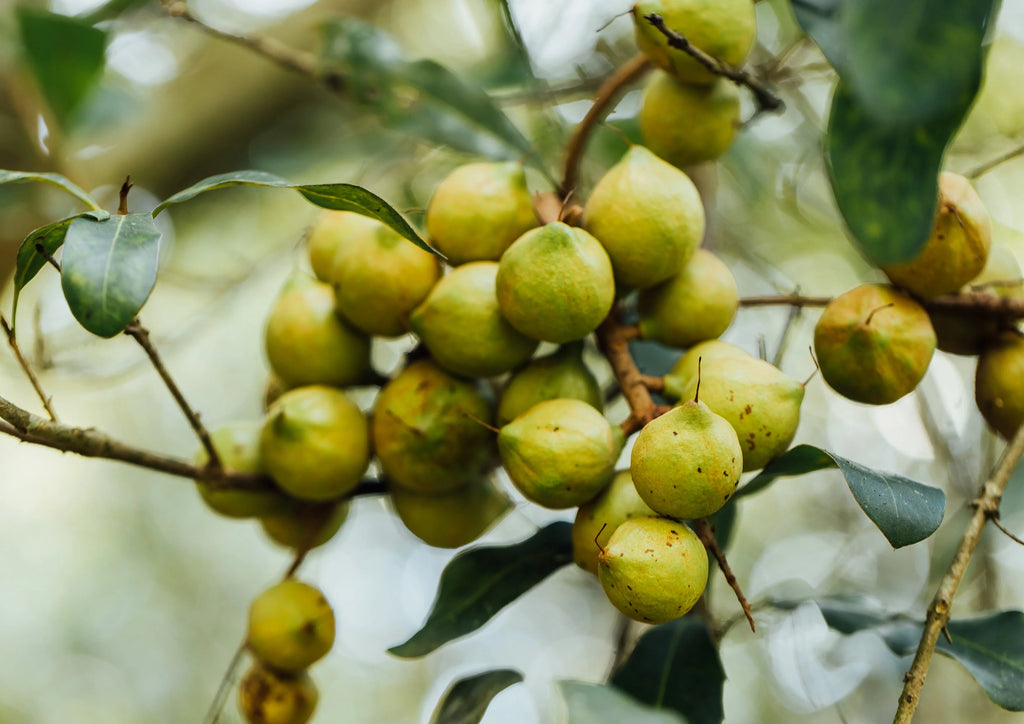 Macadamia Nuts 2 Pounds X33085