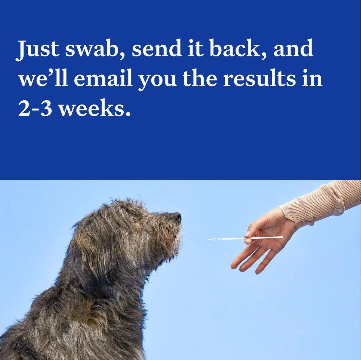 Dog DNA Test Kit N9468