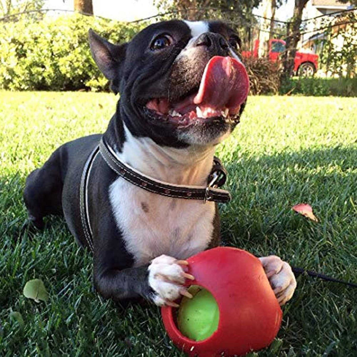 Pet Ball T588
