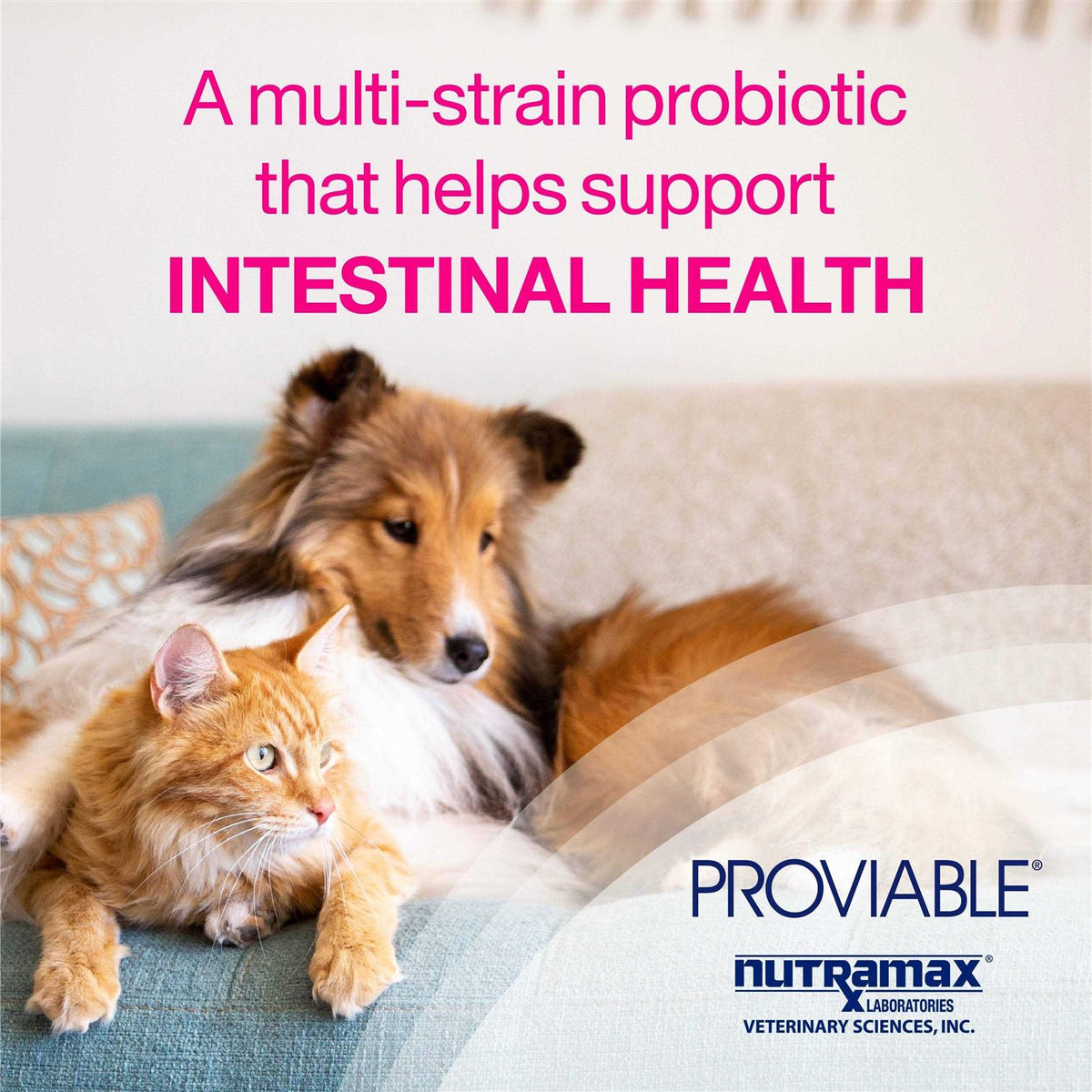 Health Supplement Kit Dogs K328