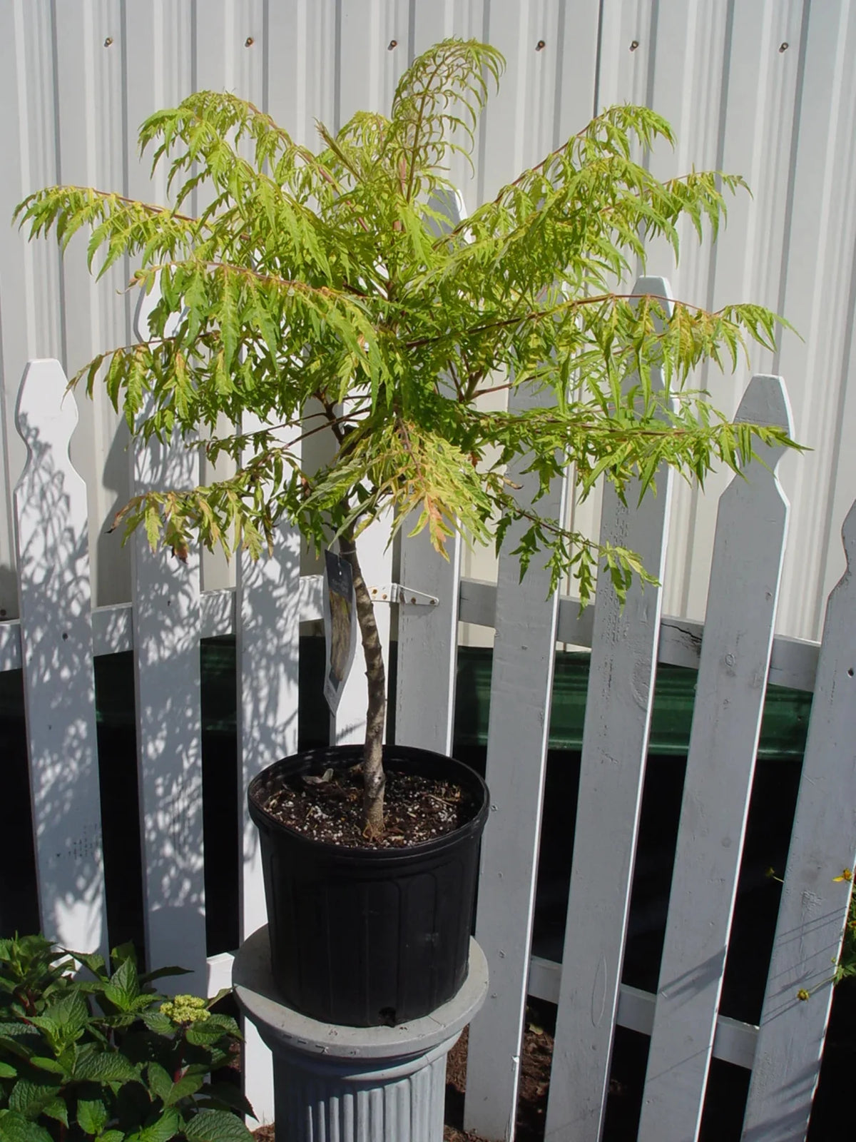 Sumac K9687