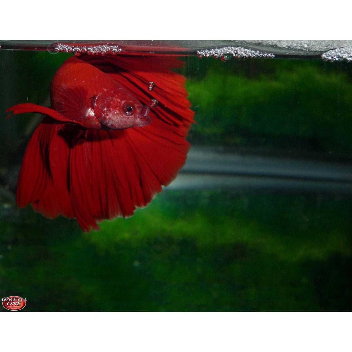 Betta Flakes Fish Food O420