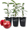 Red Pomegranate Tree 3 Live Starter Plants Z46646