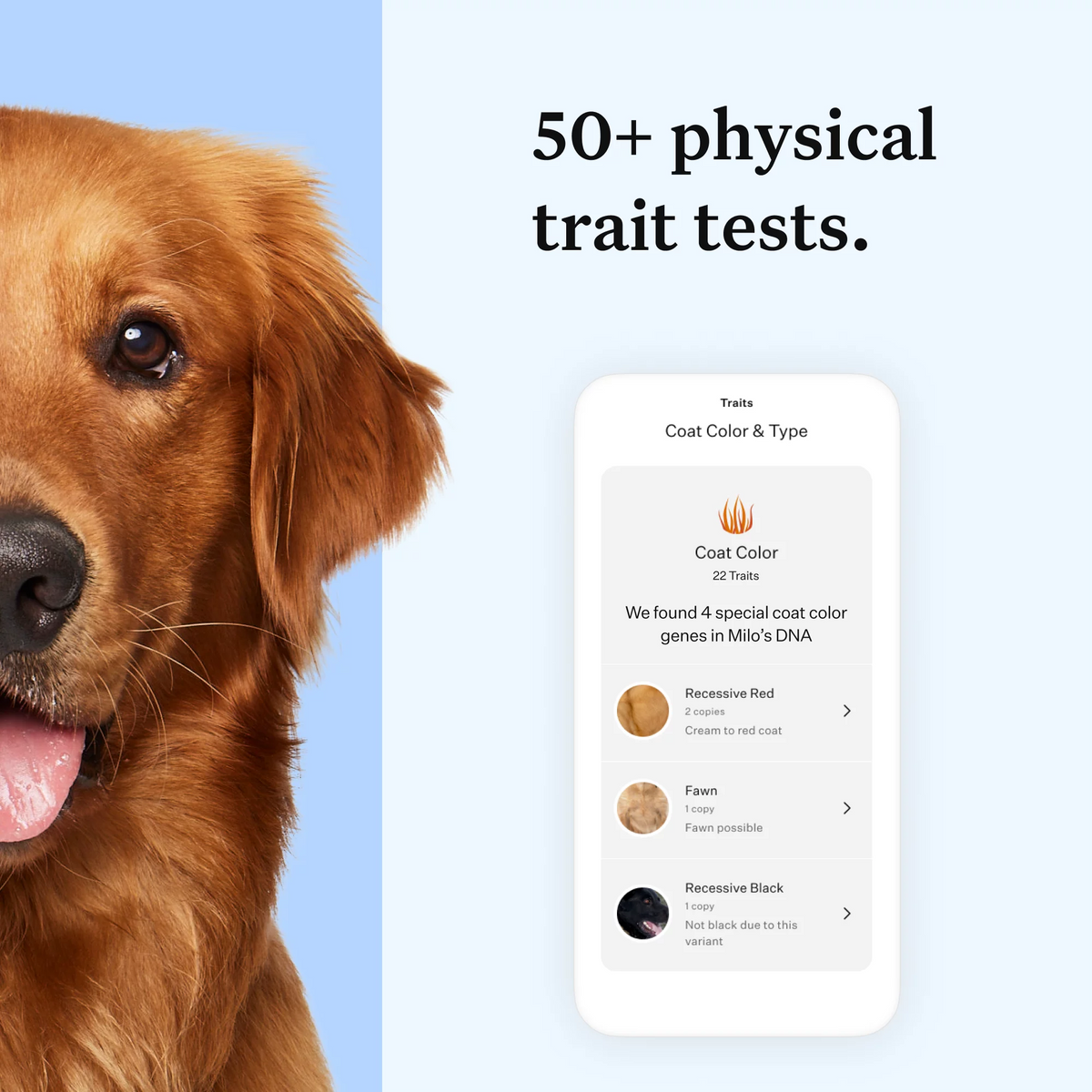 Dog DNA Test Kit N9468